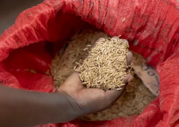 Fatmata Binta, innovatrice culinaire, nommée Ambassadrice de bonne volonté de la FAO pour l'Afrique