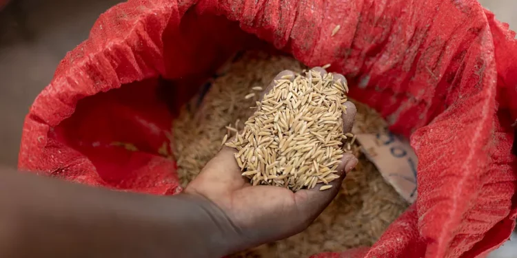 Fatmata Binta, innovatrice culinaire, nommée Ambassadrice de bonne volonté de la FAO pour l'Afrique
