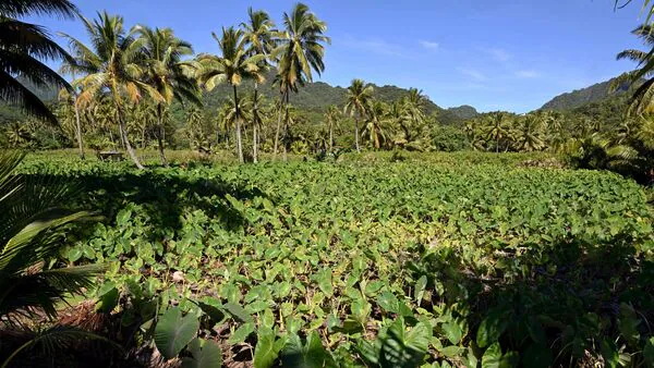 La Cour suprême des Nations Unies estime que l'incapacité à protéger la planète contre le changement climatique pourrait constituer une violation du droit international.