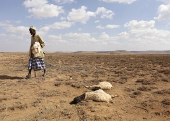 Près de 68 millions de personnes souffrent de la sécheresse en Afrique australe, selon un bloc régional