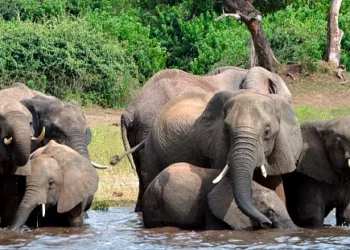 Pupy, l'éléphante d'Afrique, arrive dans un sanctuaire brésilien après 30 ans passés au zoo de Buenos Aires.