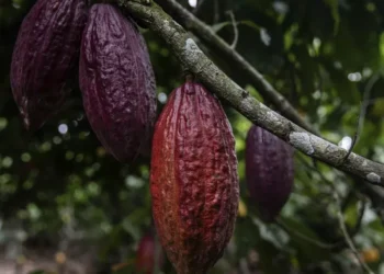 Royaume-Uni : Les chocolatiers d'œufs de Pâques de luxe confrontés à la flambée des prix du cacao