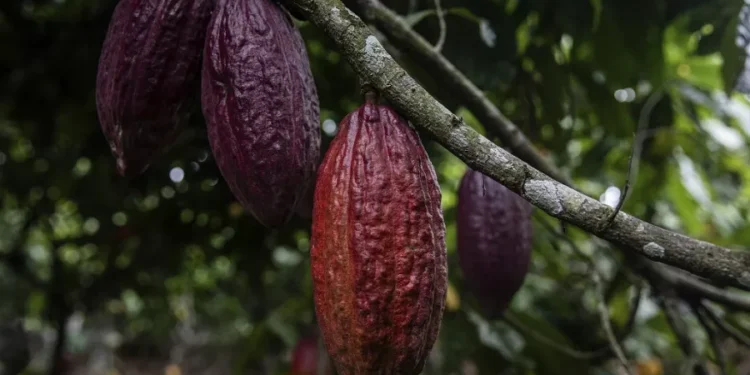 Royaume-Uni : Les chocolatiers d'œufs de Pâques de luxe confrontés à la flambée des prix du cacao