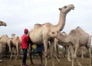 S'adapter au changement : l'élevage pastoral dans un climat qui se réchauffe