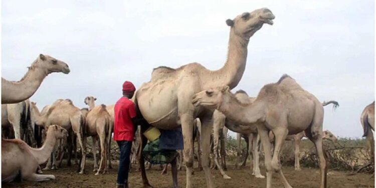 S'adapter au changement : l'élevage pastoral dans un climat qui se réchauffe