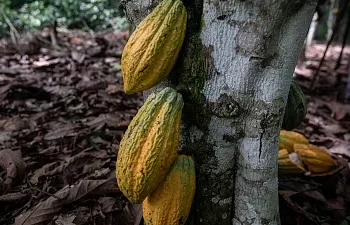 Sao Tomé-et-Principe : Des experts de l’ONU aident à protéger les plantations de cacao