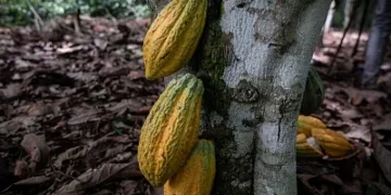 Sao Tomé-et-Principe : Des experts de l’ONU aident à protéger les plantations de cacao