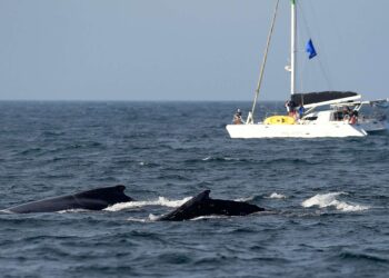 Observations de baleines à bosse en grand nombre en Afrique du Sud