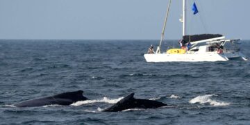 Observations de baleines à bosse en grand nombre en Afrique du Sud