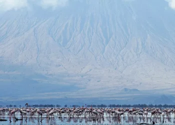 Tanzanie cinq millions d'oiseaux tués pour protéger les rizières