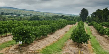 Trump veut protéger les agriculteurs blancs d’Afrique du Sud. Mais les changements potentiels aux privilèges commerciaux leur porteraient préjudice