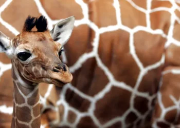Un nouveau-né girafe masaï fait sa première apparition au zoo de San Diego