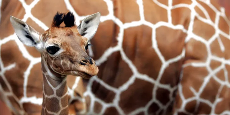 Un nouveau-né girafe masaï fait sa première apparition au zoo de San Diego