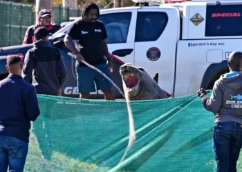 Une ville sud-africaine se réveille avec un éléphant de mer boitant dans ses rues