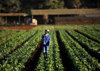 Agriculture durable en Afrique : concilier pratiques traditionnelles et approches nouvelles