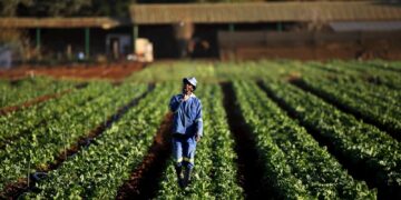 Agriculture durable en Afrique : concilier pratiques traditionnelles et approches nouvelles