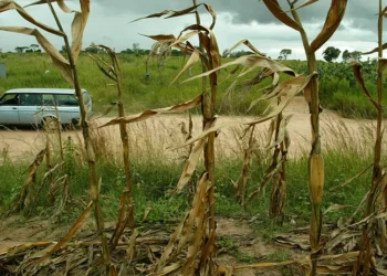 Zimbabwe : la sécheresse liée à El Niño menace la production de maïs