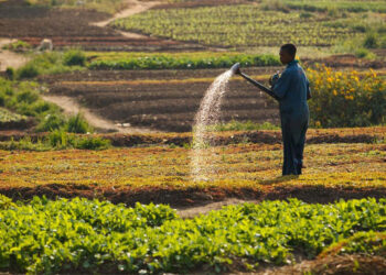 Un Homme D’affaires Congolais Préfère Investir Dans L’agriculture