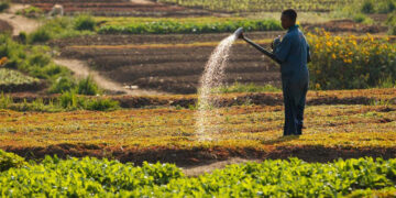 Un Homme D’affaires Congolais Préfère Investir Dans L’agriculture