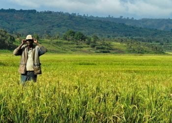 تطبيق صيغ التمويل الإسلامي المعاصرة في المجال الزراعي بالدول الإفريقية