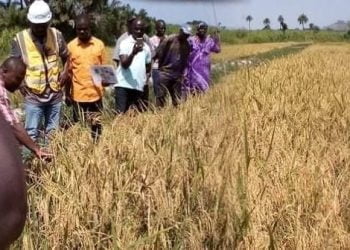 نحو تحقيق الأمن الغذائي والاعتماد على الذات في إنتاج الأرز بليبيريا