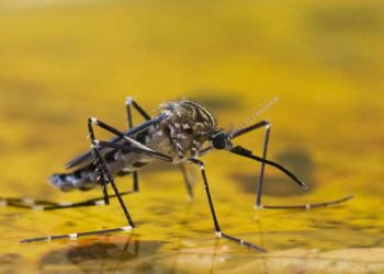 الحمى الصفراء في أفريقيا.. تأريخها والوقاية منها