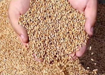 الأمن الغذائي وتحديات التنمية في إفريقيا.. قراءة في الواقع والرهانات