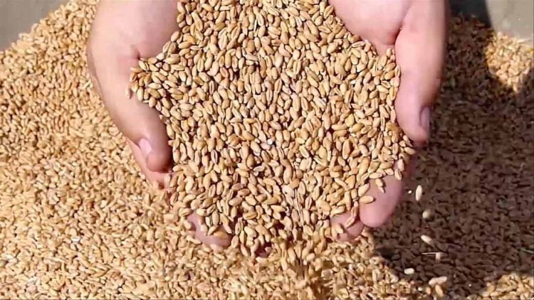 الأمن الغذائي وتحديات التنمية في إفريقيا.. قراءة في الواقع والرهانات