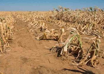 الجفاف في إفريقيا.. القنبلة الموقوتة