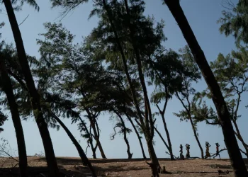 عين على إفريقيا (12-13 نوفمبر 2021):السور الأخضر العظيم في إفريقيا: الواقع والتحديات