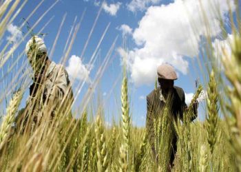 الاستثمار الأجنبي في إثيوبيا: نعمة أم نقمة؟