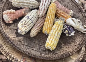 لماذا تتَّجه كينيا إلى البذور المُعدَّلة وراثيًّا؟