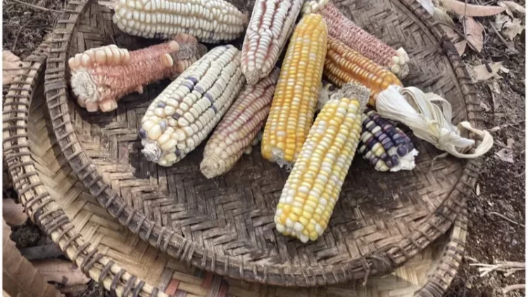 لماذا تتَّجه كينيا إلى البذور المُعدَّلة وراثيًّا؟