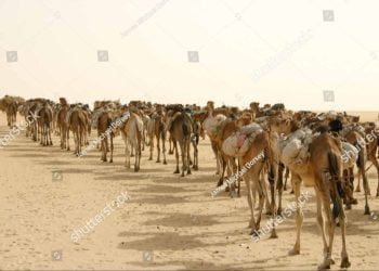 الصحراء الإفريقية والتجارة الصحراوية بعيون المؤرخ الفرنسي ( ريموند موني )