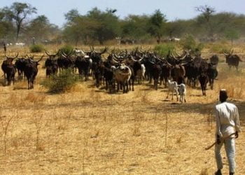 أدوات التجسس الرقمي تدعم الاستبداد في إفريقيا