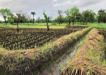 كوريا الجنوبية تتقدم بمشروع لمساعدة إفريقيا على تعزيز إنتاج الأرز