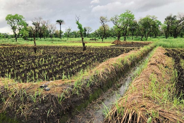 كوريا الجنوبية تتقدم بمشروع لمساعدة إفريقيا على تعزيز إنتاج الأرز
