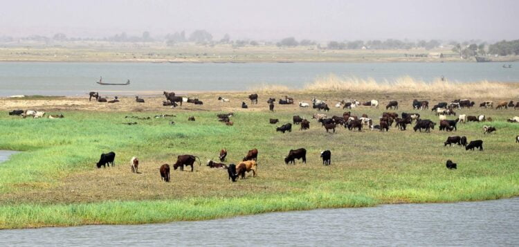 تجارب التعاون المائي في منظمة حوض نهر النيجر