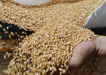 تركيا توافق من حيث المبدأ على مناولة مليون طن من الحبوب الروسية لإفريقيا