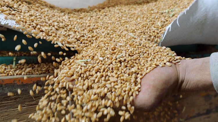 تركيا توافق من حيث المبدأ على مناولة مليون طن من الحبوب الروسية لإفريقيا