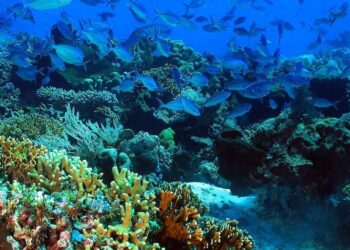 جُهود مَحفوفة بالمخاطر:  هل يُمكِن أن يؤدي نقص التمويل إلى إغراق جهود حماية المُحيطات في إفريقيا؟