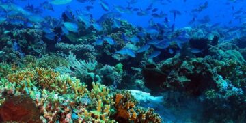 جُهود مَحفوفة بالمخاطر:  هل يُمكِن أن يؤدي نقص التمويل إلى إغراق جهود حماية المُحيطات في إفريقيا؟