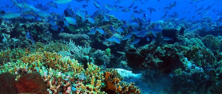 جُهود مَحفوفة بالمخاطر: هل يُمكِن أن يؤدي نقص التمويل إلى إغراق جهود حماية المُحيطات في إفريقيا؟