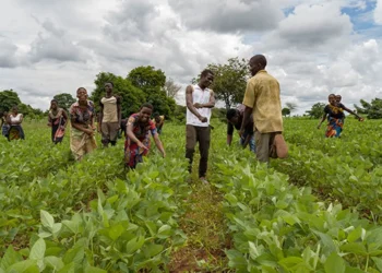 مالاوي ومغزى “تصدير” المُزارعين المحليين إلى المستوطنات الإسرائيلية