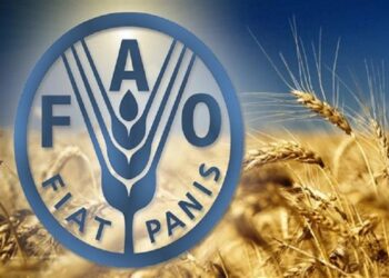 الفاو: 40% من الأشخاص الذين يعانون من الجوع في إفريقيا