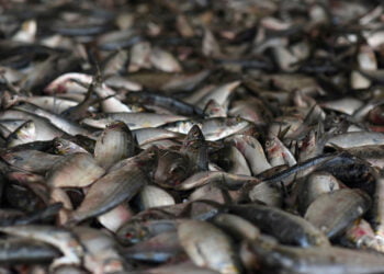 تقرير: غرب إفريقيا ستغدو بؤرة للصراع على المصايد في المستقبل