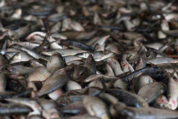 تقرير: غرب إفريقيا ستغدو بؤرة للصراع على المصايد في المستقبل