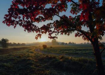 الطلب الصيني على خشب الورد… كارثة تُهدّد غابات القارة السمراء