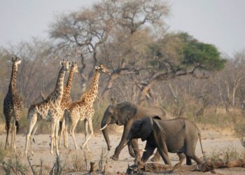 ناميبيا تقضي على مئات الحيوانات البرية لمواجهة أسوأ موجة جفاف تضرب البلاد منذ عقود
