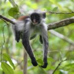 المحميات المجتمعية في إفريقيا جنوب الصحراء… ناميبيا نموذجًا